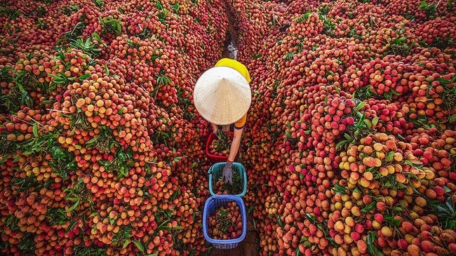 Nông dân Bắc Giang đại thắng mùa đặc sản 2025, hơn 100.000 tấn hàng 'tốt nhất từ trước đến nay' cháy hàng toàn cầu