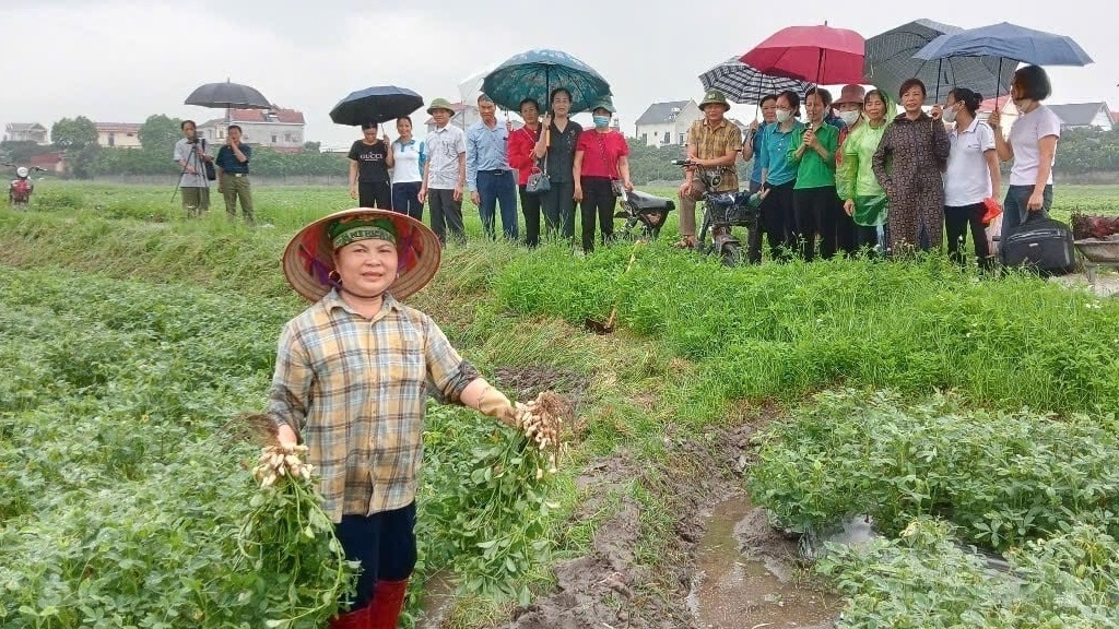 Nông dân Bắc Giang trồng cây ra củ, nhổ lên hạt chắc, năng suất lại cao: Bán rất được giá, cuộc sống ‘lên đời’ từ đây