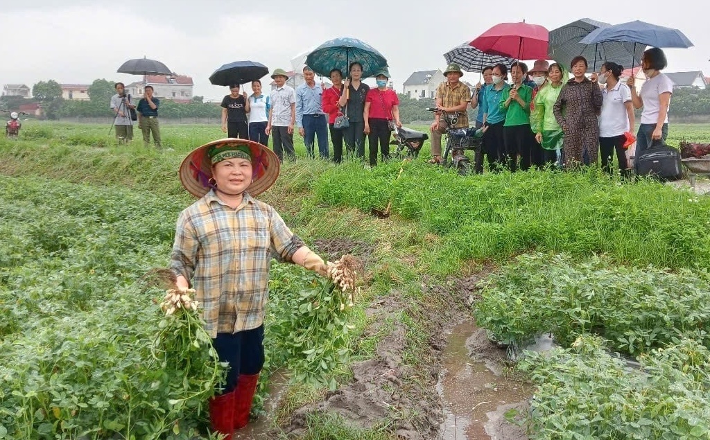 Nông dân Bắc Giang trồng cây ra củ, nhổ lên hạt chắc, năng suất lại cao: Bán rất được giá, cuộc sống ‘lên đời’ từ đây