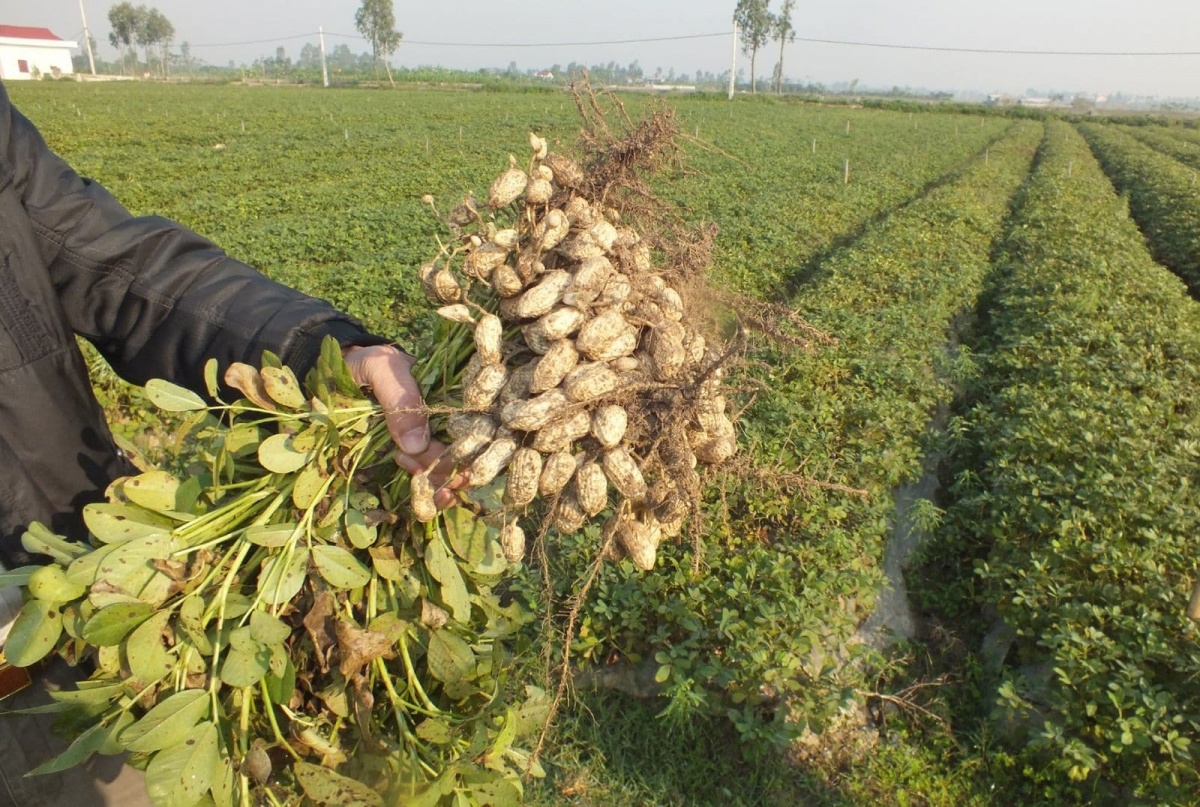 Nông dân Bắc Giang trồng cây ra củ, nhổ lên hạt chắc, năng suất lại cao: Bán rất được giá, cuộc sống ‘lên đời’ từ đây