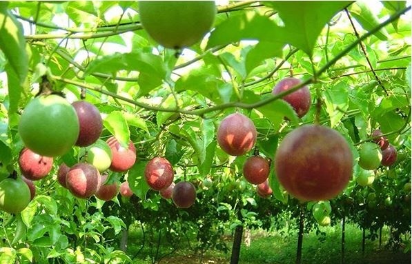 Hai 'ứng viên' sáng giá của nông sản Việt Nam bất ngờ được cấp hộ chiếu sang thị trường tỷ dân