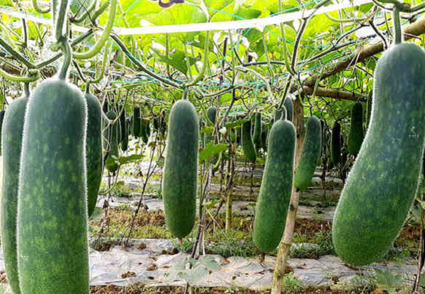 Rẻ, tốt cho sức khỏe nhưng hay bị ngó lơ: Quả quen chợ nào cũng có là 'trợ thủ' giảm cân mùa hè