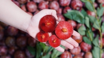 Hết thời giá vài trăm nghìn/kg, mận hậu giờ rẻ như cho nhưng vẫn 'ế sưng ế sỉa'