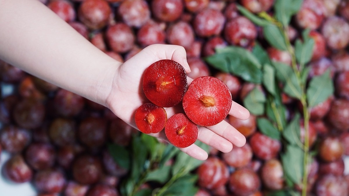 Hết thời giá vài trăm nghìn/kg, mận hậu giờ rẻ như cho nhưng vẫn 'ế sưng ế sỉa'