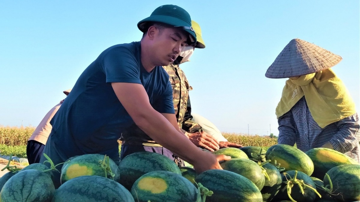Nông dân Hải Phòng bỏ lúa chuyển sang trồng ‘vua trái cây’: Năm nay được mùa bán 23.000 đồng/kg, thương lái nườm nượp gom hàng