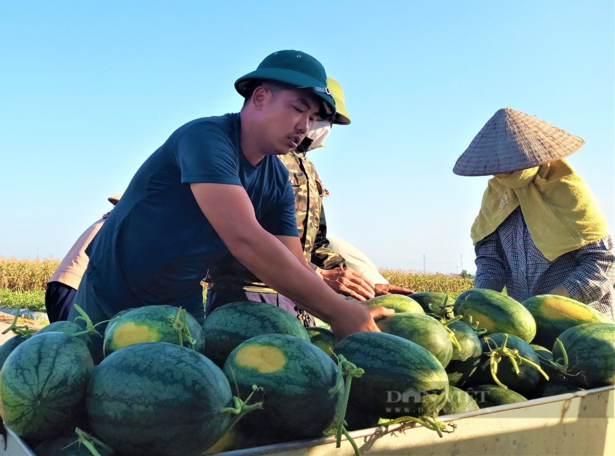 Nông dân Hải Phòng bỏ lúa chuyển sang trồng ‘vua trái cây’: Năm nay được mùa bán 23.000 đồng/kg, thương lái nườm nượp gom hàng