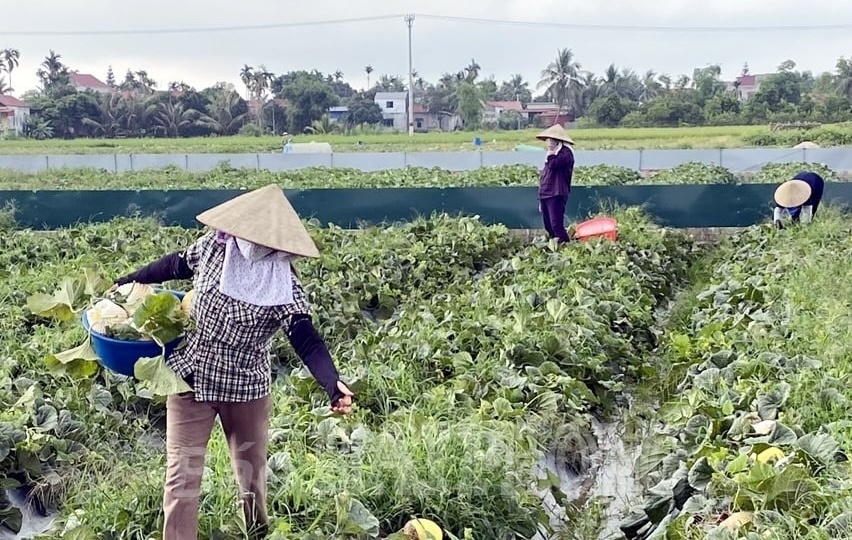 Nông dân Hải Phòng bỏ lúa chuyển sang trồng ‘vua trái cây’: Năm nay được mùa bán 23.000 đồng/kg, thương lái nườm nượp gom hàng