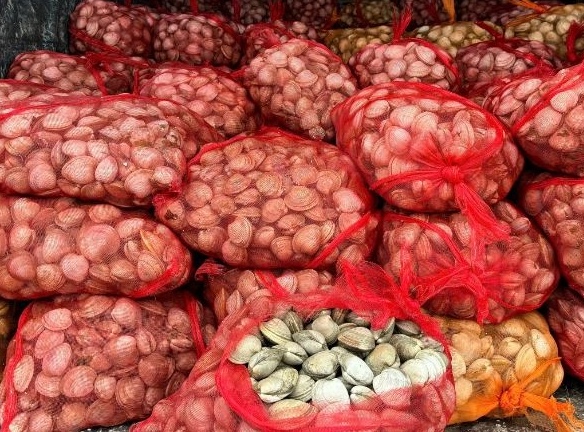 Chặn đứng gần 17 tấn ngao, hàu không rõ nguồn gốc từ Móng Cái trước khi tràn vào nội địa