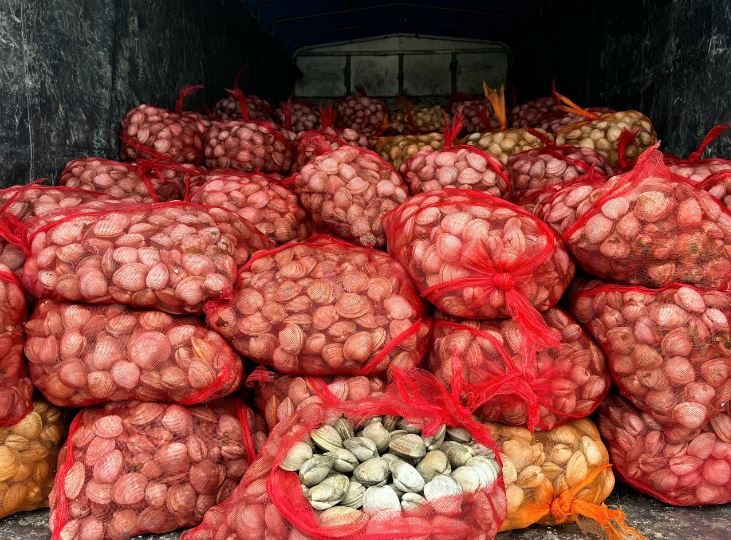 Chặn đứng gần 17 tấn ngao, hàu không rõ nguồn gốc từ Móng Cái trước khi tràn vào nội địa