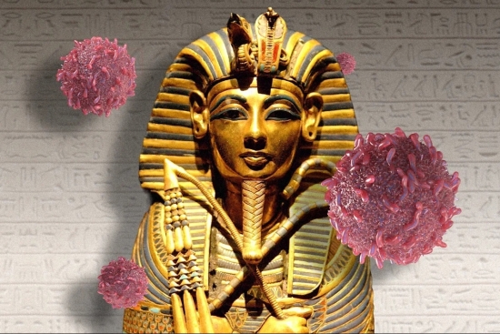 Từng bị gắn với 'lời nguyền Pharaoh', loài nấm tử thần này bất ngờ hé lộ khả năng tiêu diệt tế bào ung thư