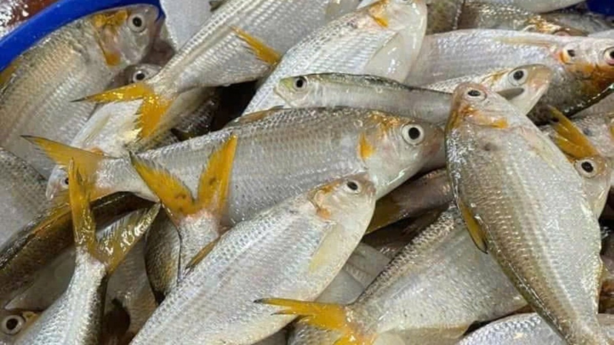 Loại 'cá nhà nghèo' xưa chỉ cho 'lợn ăn' nay được săn lùng mua khắp chợ