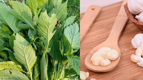 Từ cây dại ven đường thành đặc sản 'lên mâm' phố thị: Bán tới 50.000 đồng/kg, hương vị lạ khó quên