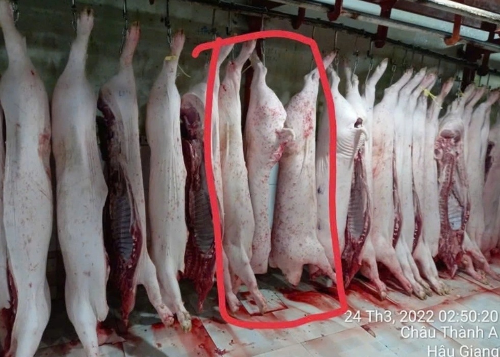 Công an chính thức công bố kết luận điều tra vụ C.P. Việt Nam bị tố bán thịt heo bẩn