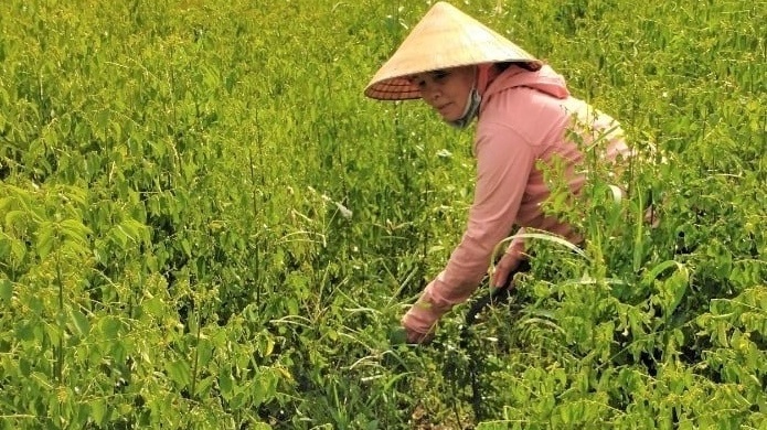 Nông dân TP.HCM trồng thứ rau chỉ cần tưới ít nước mọc tua tủa, mùa hè ăn thanh mát: Chỉ 4 sào đã đổi đời, tiền tiêu rủng rỉnh