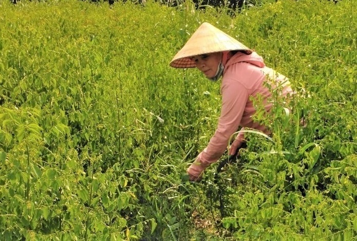 Nông dân TP.HCM trồng thứ rau chỉ cần tưới ít nước mọc tua tủa, mùa hè ăn thanh mát: Chỉ 4 sào đã đổi đời, tiền tiêu rủng rỉnh