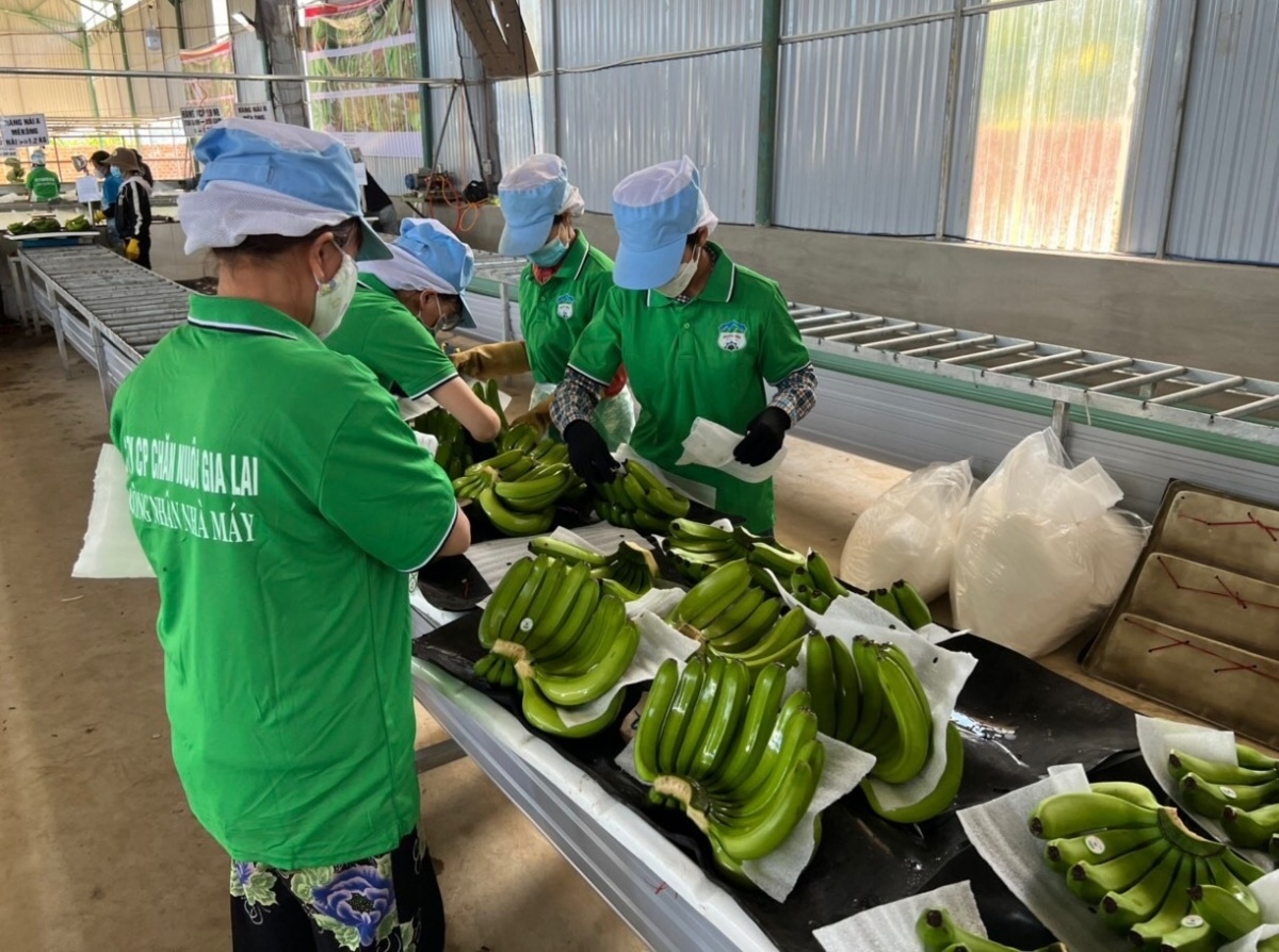 Từng ‘ôm’ nợ hơn 4.228 tỷ, bầu Đức giờ thu tiền tỷ nhờ mô hình '4 cây – 1 con': Có quả bán 140.000 đồng, Nhật đặt mua hết