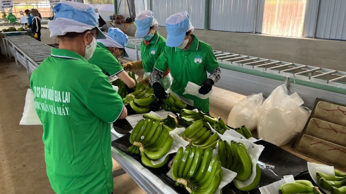 Từng ‘ôm’ nợ hơn 4.228 tỷ, bầu Đức giờ thu tiền tỷ nhờ mô hình '4 cây – 1 con': Có quả bán 140.000 đồng, Nhật đặt mua hết