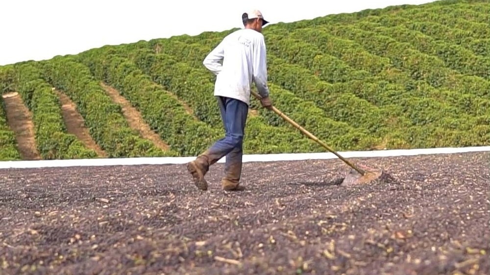 Nông dân tại thủ phủ cà phê thế giới thắng được hạn hán nhờ 2 'át chủ bài'