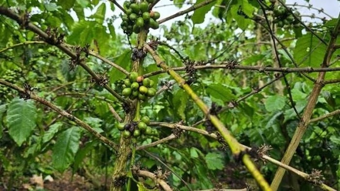 5,5ha cà phê vàng lá, rụng quả, chết cành bất thường sau bón phân, chủ vườn Lâm Đồng cầu cứu chính quyền