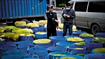 Theo dõi căn nhà chỉ sáng đèn lúc 4 giờ sáng, triệt phá xưởng 'hô biến' giá đỗ bằng hóa chất độc hại