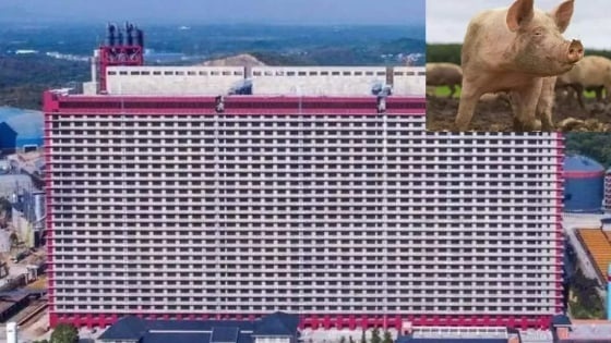 Dự án 'chung cư nuôi heo' đầu tiên tại Việt Nam được phê duyệt, sao chép mô hình của Trung Quốc