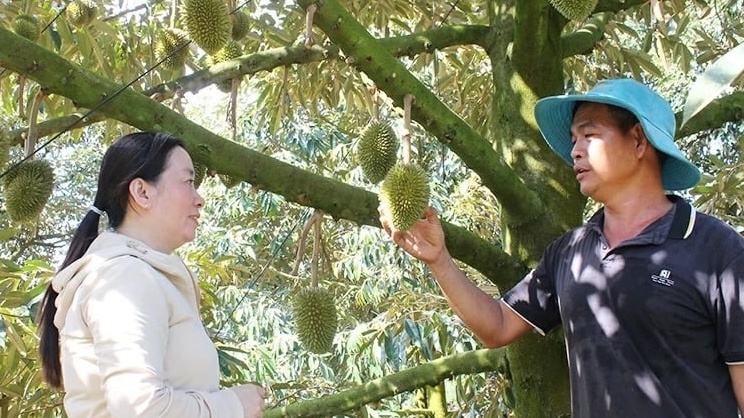 Nông dân Đồng Nai từng bị 'gièm pha' vì bán vàng trồng ‘cây tỷ đô’, nay 'phất lên như diều gặp gió', lợi nhuận 2 tỷ đồng/năm