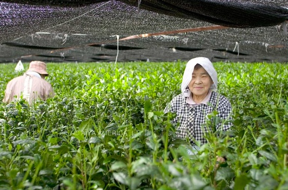 Matcha đắt ngang vàng: Cung không đủ cầu, người Nhật phải xếp hàng chờ mua, cửa hàng chỉ dám bán 40 hộp mỗi ngày