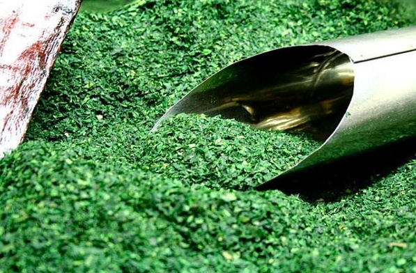 Matcha đắt ngang vàng: Cung không đủ cầu, người Nhật phải xếp hàng chờ mua, cửa hàng chỉ dám bán 40 hộp mỗi ngày