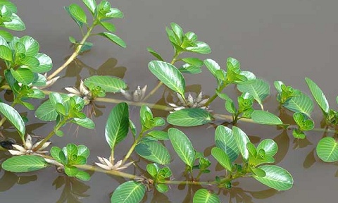 Từng mọc hoang ven ruộng, loại rau này nay 'lên đời' thành đặc sản: Vào thực đơn nhà hàng sang trọng, giá tới 90.000 đồng/kg