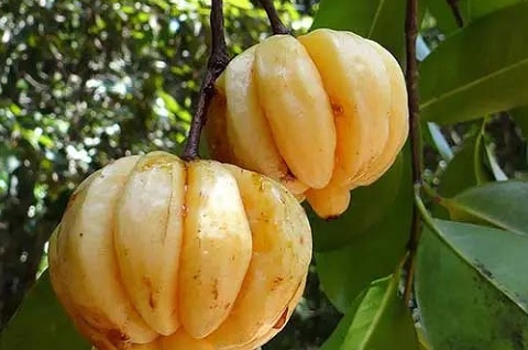 Quả mọc hoang trên rừng tưởng bình thường, giá lên tới 180.000 đồng/kg: Mùa hè dân thành phố lùng mua ăn dần