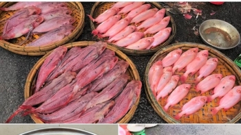 Cá 'nhuộm phẩm' ở Đà Nẵng, người bán giải thích là do được rửa bằng nước ngọt Sting
