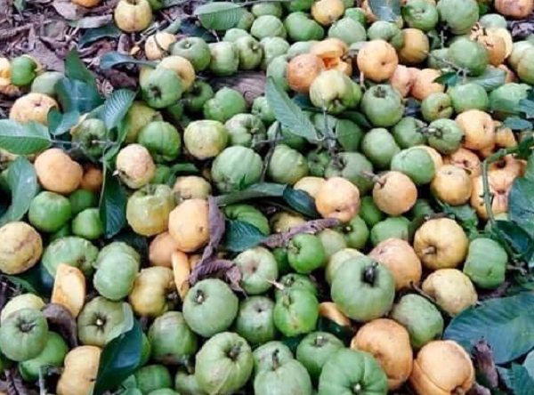 Quả mọc hoang trên rừng tưởng bình thường, giá lên tới 180.000 đồng/kg: Mùa hè dân thành phố lùng mua ăn dần