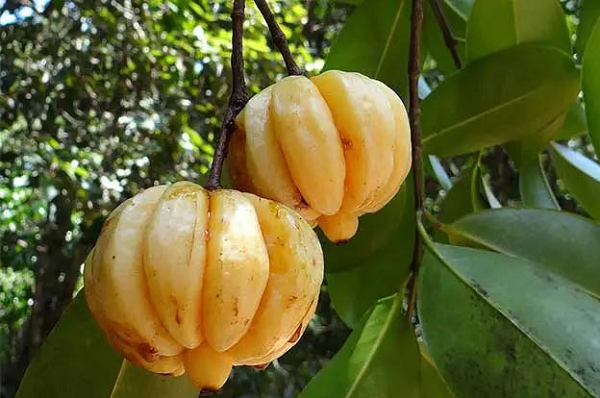 Quả mọc hoang trên rừng tưởng bình thường, giá lên tới 180.000 đồng/kg: Mùa hè dân thành phố lùng mua ăn dần