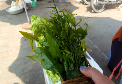 Rau ngót có giá 200.000 đồng/kg nhưng liên tục 'cháy hàng'