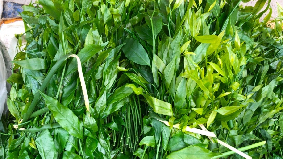 Rau ngót có giá 200.000 đồng/kg nhưng liên tục 'cháy hàng'