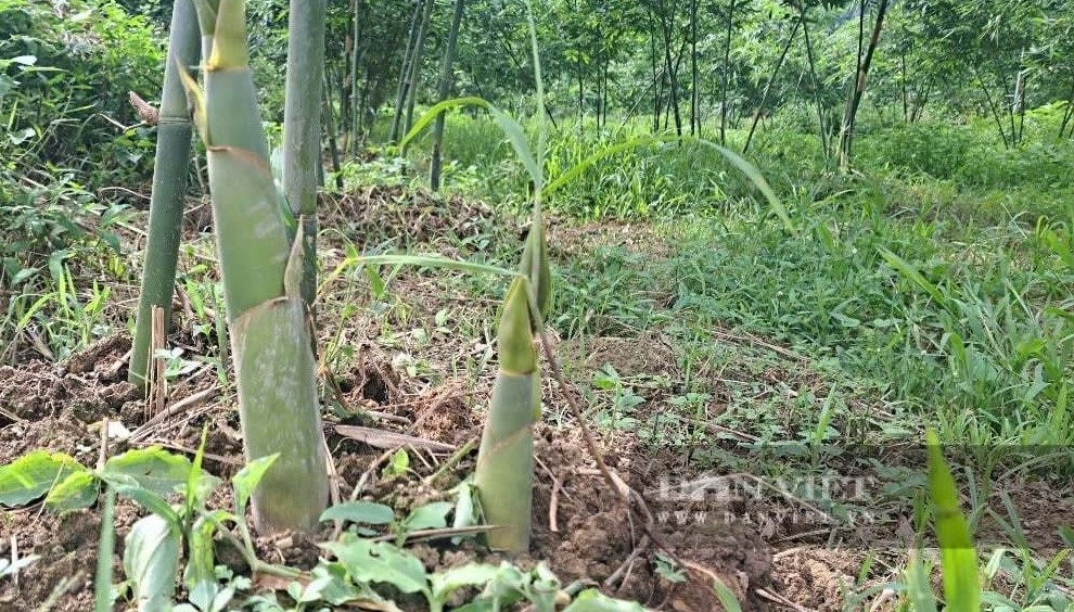 Nông dân Phú Thọ ‘phá vỡ lối mòn’ bỏ cam sang trồng cây được ví ‘lộc biếc’: Bán 45.000 đồng/kg, nuôi giấc mộng xuất khẩu sang Nhật
