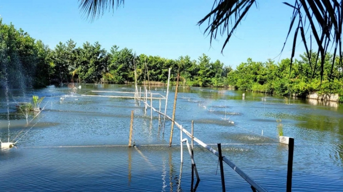 Tỷ phú cá hô miền Tây: Lão nông biến ao nhà thành trang trại bạc tỷ