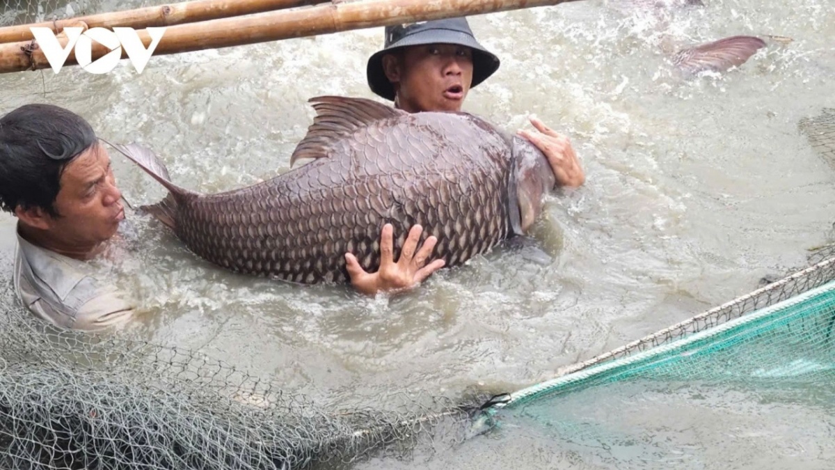 Tỷ phú cá hô miền Tây: Lão nông biến ao nhà thành trang trại bạc tỷ