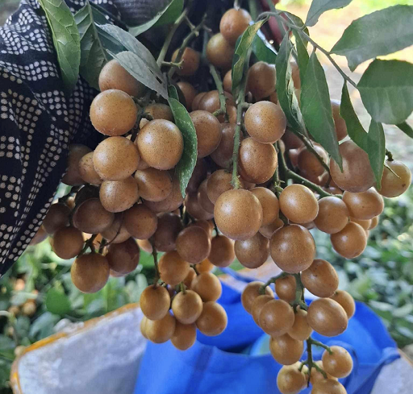 Loại quả vàng óng 'lên ngôi' mùa hè, giá rẻ, vừa ăn vặt ngon miệng vừa là 'vị thuốc quý' dân gian