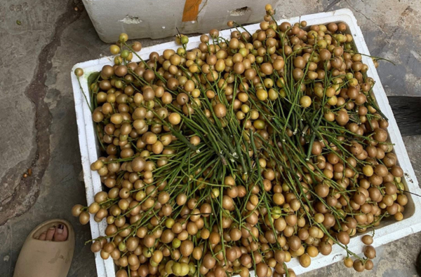 Loại quả vàng óng 'lên ngôi' mùa hè, giá rẻ, vừa ăn vặt ngon miệng vừa là 'vị thuốc quý' dân gian