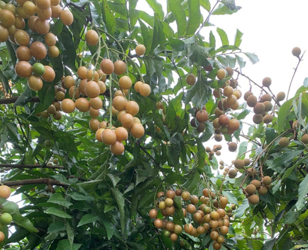 Loại quả vàng óng 'lên ngôi' mùa hè, giá rẻ, vừa ăn vặt ngon miệng vừa là 'vị thuốc quý' dân gian
