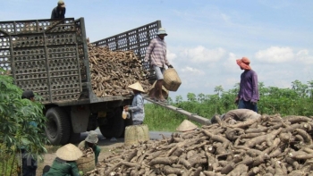 Không phải gạo hay cà phê, thứ này mới khiến Trung Quốc có bao nhiêu mua bấy nhiêu: Việt Nam thu về gần 700 triệu, cạnh tranh ngôi vương với Thái Lan