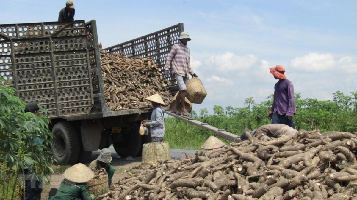 Không phải gạo hay cà phê, thứ này mới khiến Trung Quốc có bao nhiêu mua bấy nhiêu: Việt Nam thu về gần 700 triệu USD, cạnh tranh ngôi vương với Thái
