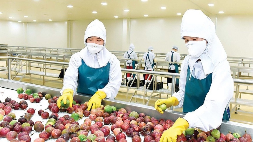 Nông dân Việt thu hoạch mỗi năm 200.000 tấn quả đặc biệt, xuất khẩu tăng trưởng hơn 300%, Mỹ cũng 'gật đầu' nhập hàng
