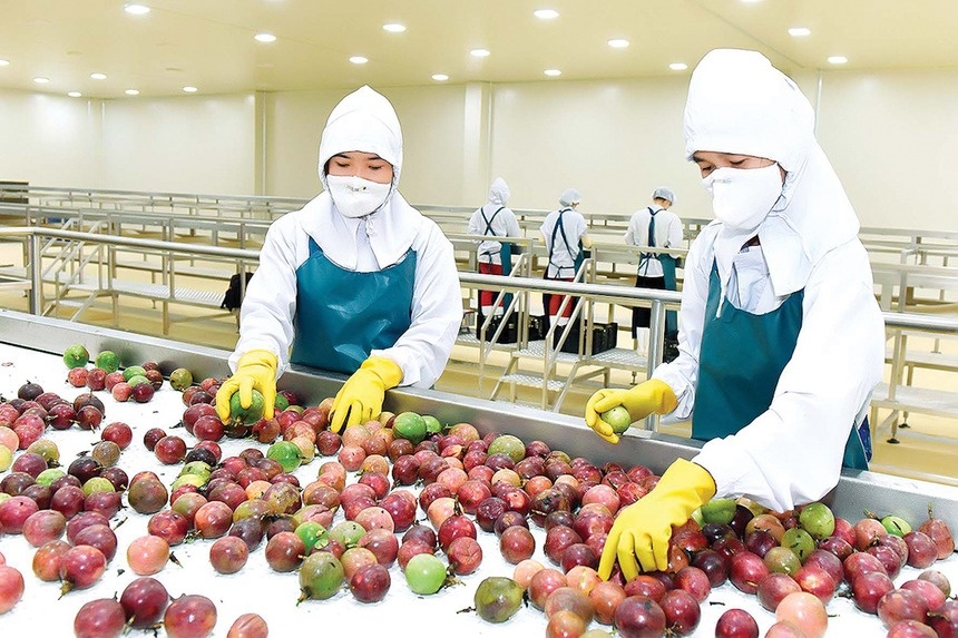 Nông dân Việt thu hoạch mỗi năm 200.000 tấn quả đặc biệt, xuất khẩu tăng trưởng hơn 300%, Mỹ cũng 'gật đầu' nhập hàng