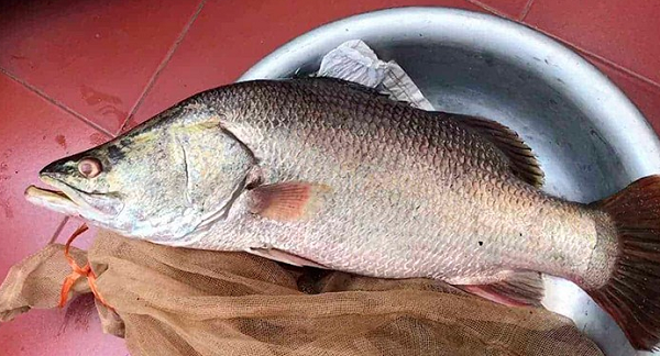 Nuôi loài cá 'bình dân' ngoài chợ, dinh dưỡng không kém cá hồi đắt đỏ, lão nông Thanh Hóa lãi đều tay hàng trăm triệu mỗi năm