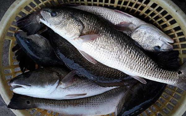 Nuôi loài cá 'bình dân' ngoài chợ, dinh dưỡng không kém cá hồi đắt đỏ, lão nông Thanh Hóa lãi đều tay hàng trăm triệu mỗi năm