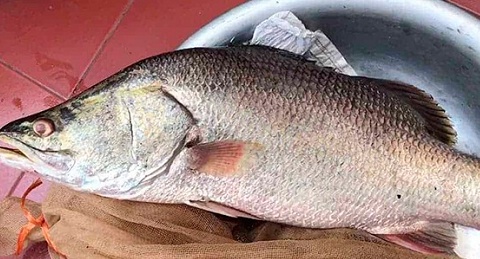 Nuôi loài cá 'bình dân' ngoài chợ, dinh dưỡng không kém cá hồi đắt đỏ, lão nông Thanh Hóa lãi đều tay hàng trăm triệu mỗi năm