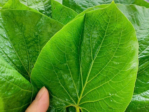 Loại rau rừng lạ lẫm xưa không ai biết nay được dân sành ăn săn lùng, giá cao vẫn đắt hàng