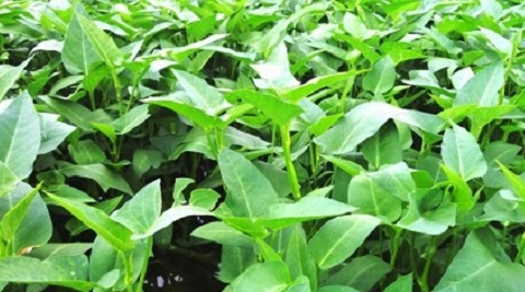 Loại rau tốt như 'tiên dược' mùa hè, bổ dưỡng bất ngờ: Chỉ 5.000 đồng/mớ, chợ nào cũng bán la liệt